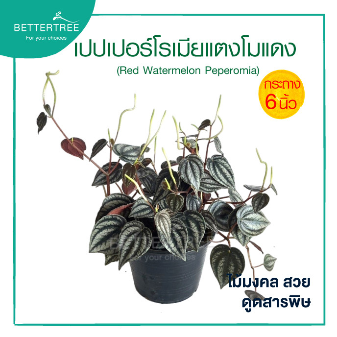 เปปเปอร์โรเมียแตงโมแดง กระถาง 6 นิ้ว ไม้ฟอกอากาศ Peperomia