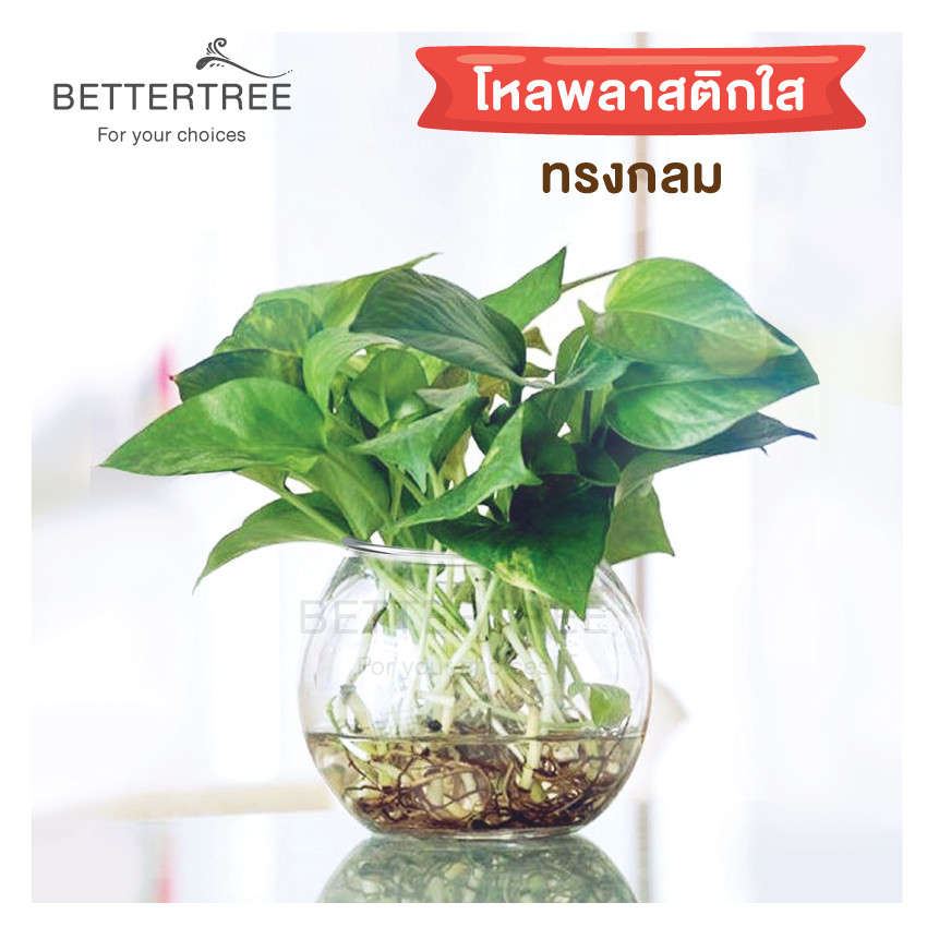 โหลพลาสติก ใส่ต้นไม้ไม้น้ำ เลี้ยงปลาได้