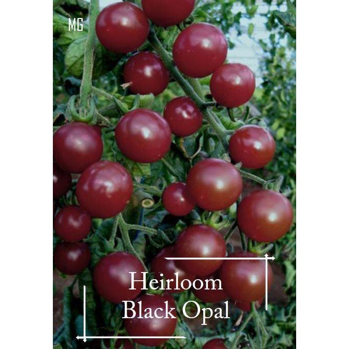 [ซื้อ 2 แถม 1]Heirloom Black Opal Cherry Tomato Seeds - 30 Seed *Pot Friendly* Tanam Pasu, Benih Tom