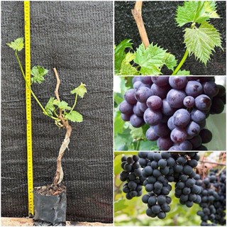 ต้นองุ่นซุปเปอร์สวีทเสียบยอดไร้เมล็ดให้ลูกใหญ่หวานอร่อย ปีละ…