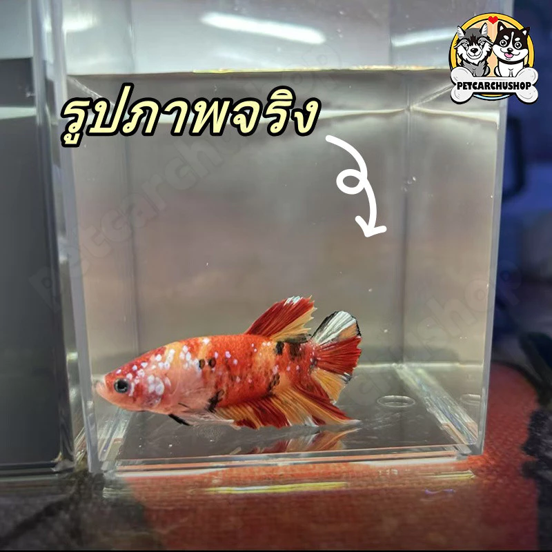 **🐠 ตู้ปลา ตู้ปลาเล็ก ตู้ปลากัด ตู้ปลาขนาดเล็ก โหลปลากัด เหมาะสำหรับสัตว์เลี้ยงขนาดเล็กทุกชนิด 🏠✨** thumbnail 3