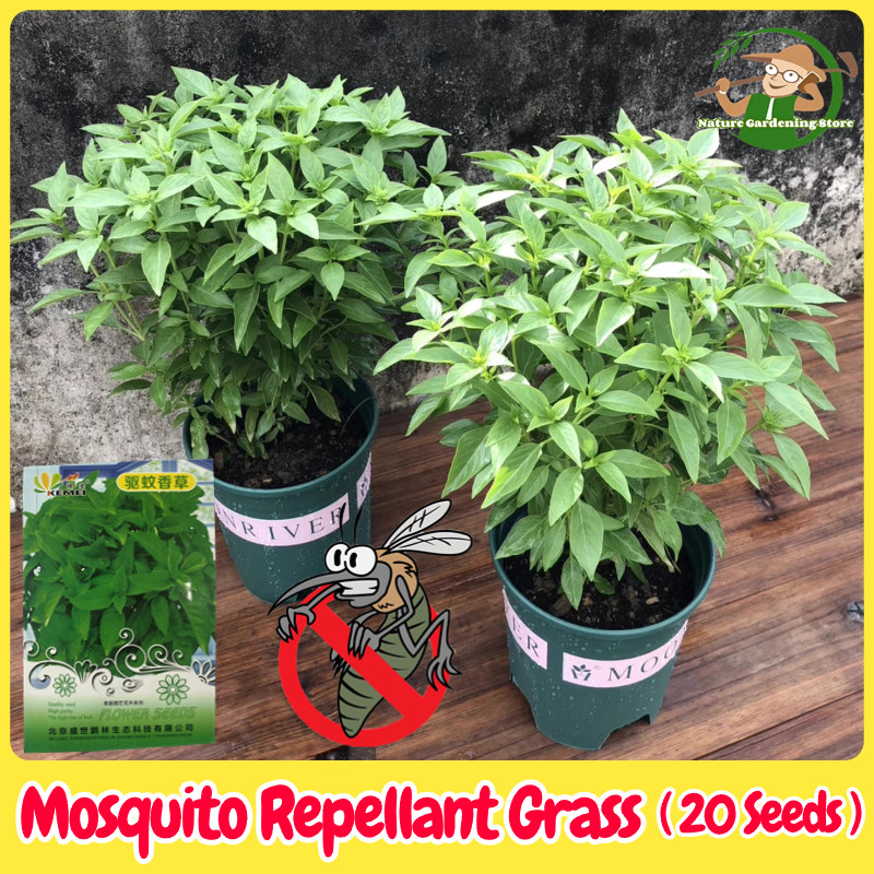 100% Legit ยุง Repelling พืชสมุนไพรเมล็ดสําหรับปลูก (20 เมล็ด) จริงยุง Repellant Live Plant Seeds Citronella Anti ยุงพืชบอนไซดอกไม้เมล็ดสําหรับสวน
