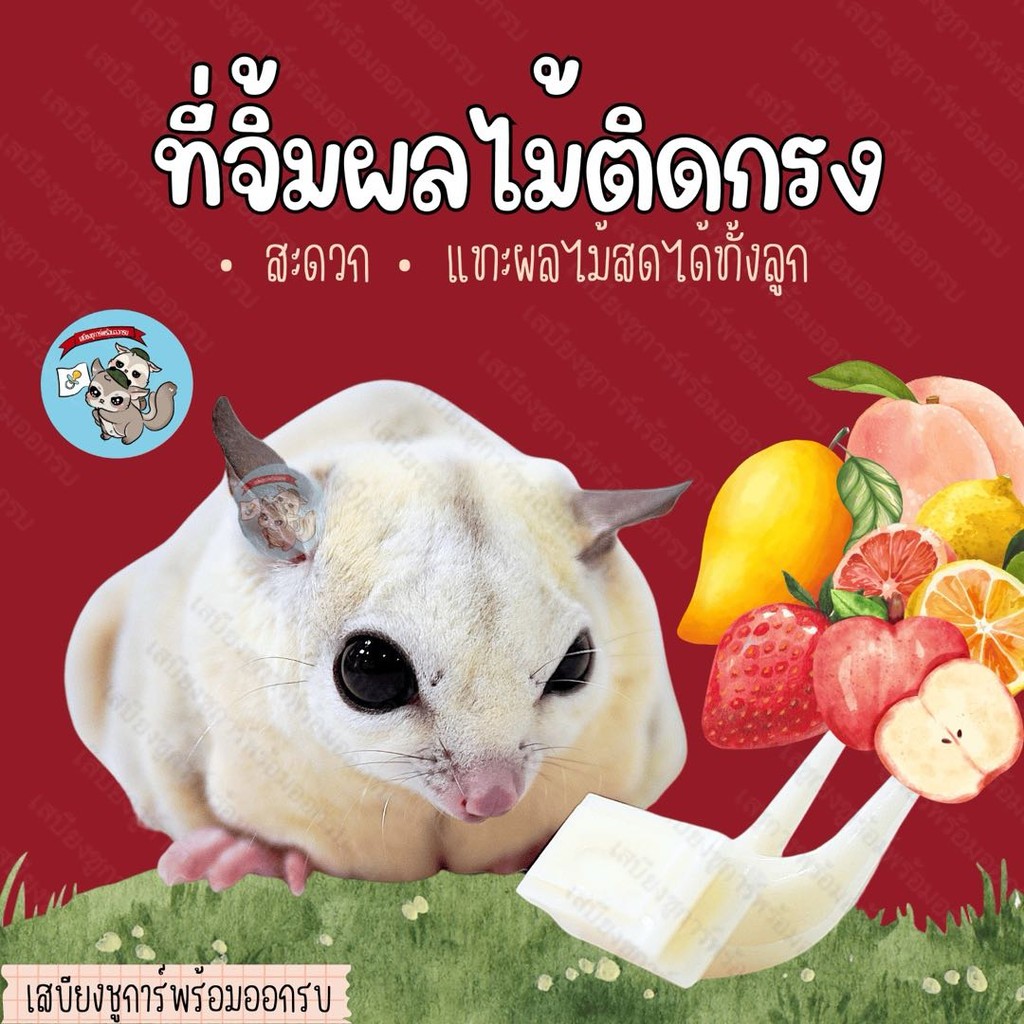V ( ที่จิ้มผลไม้ติดกรง ) ส้อมจิ้มผลไม้ติดกรง กรง ถ้วย อาหาร ชูการ์ กระรอก ลิง นก สัตว์เลี้ยง สัตว์เล็ก