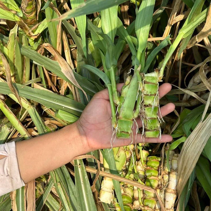 พันธุ์หญ้าหวานอิสราเอล เป็นอาหารสัตว์เลี้ยงฟันแทะ ออแกนิค ปลูกง่าย โตเร็ว โปรตีนสูง ท่อน 12-15 ซม. thumbnail 5