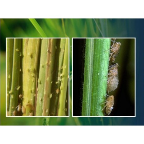 เอราโทเอต โอเมโทเอต ใช้กำจัดศัตรูพืช ผขนาด 1 ลิตร) เอราวัณ - รูปที่ 5