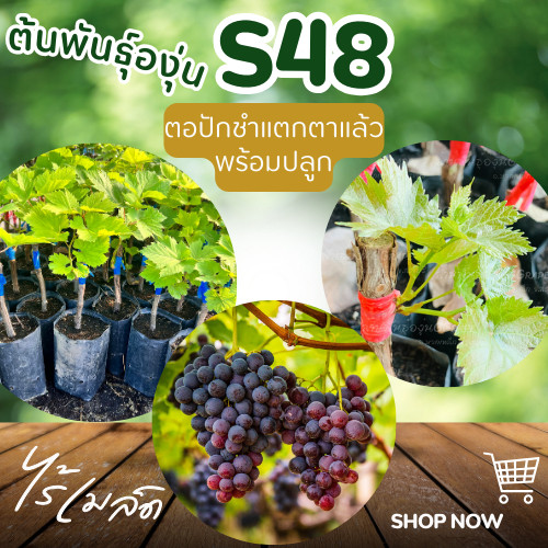 ต้นพันธุ์องุ่น “S48” องุ่นไร้เมล็ด ตอปักชำแตกตาแล้วพร้อมปลูก