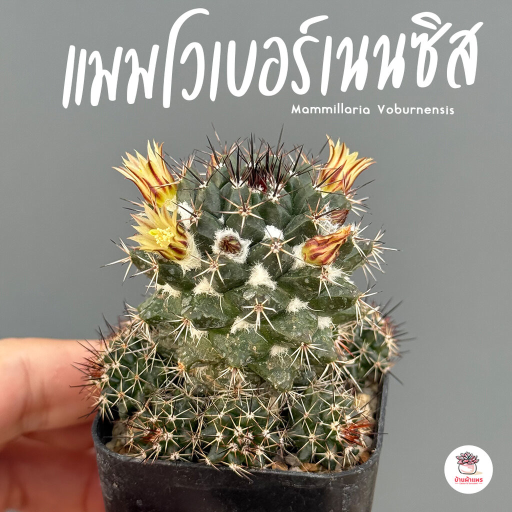 แมมโวเบอร์เนนซิส Mammillaria Voburnensis แคคตัส กระบองเพชร cactus&succulent