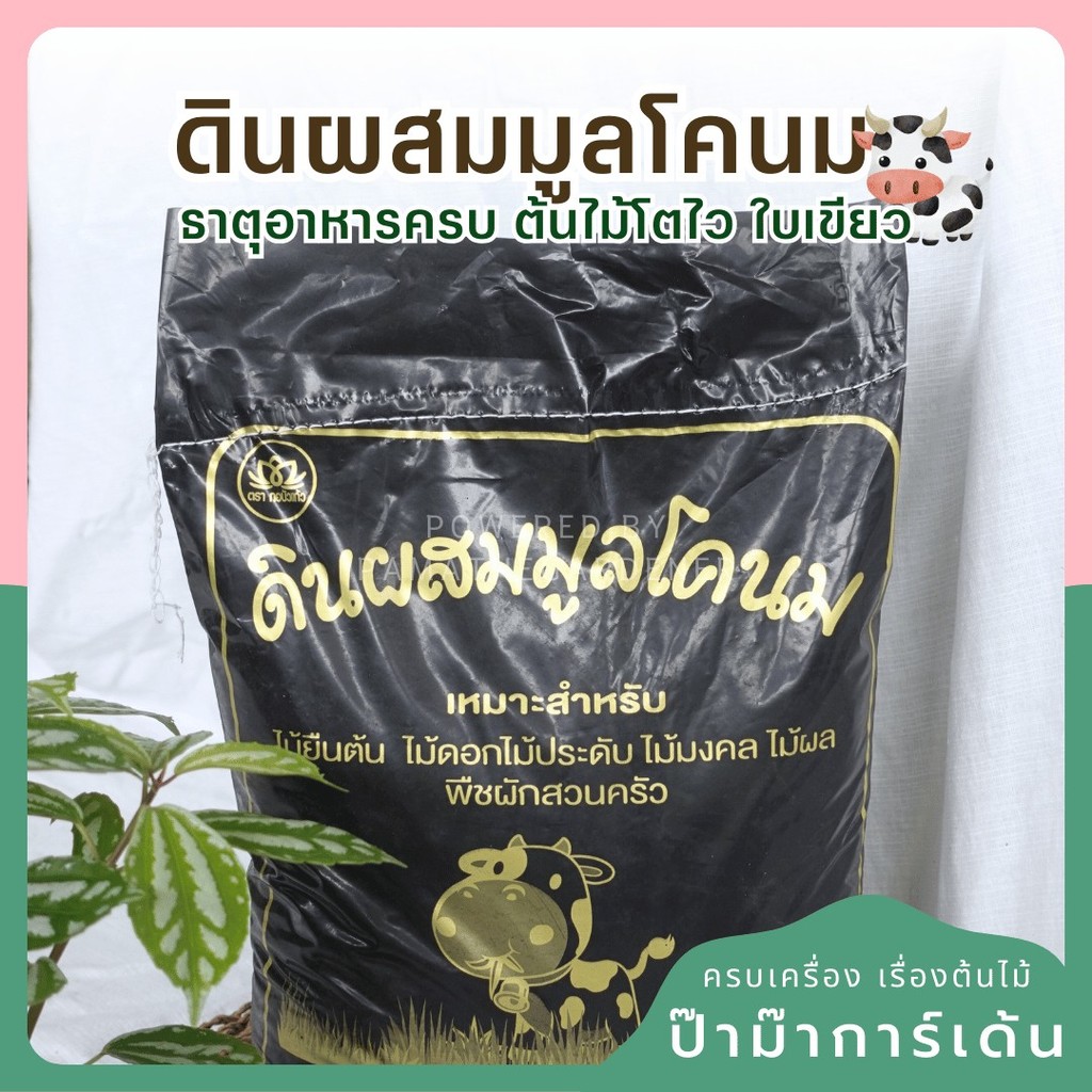 มูลโคนมแท้ 100% เหมาะสำหรับปลูกต้นไม้