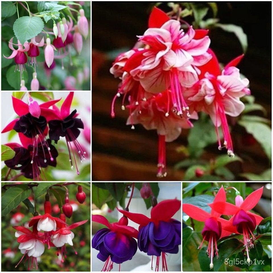  [จัดส่งฟรี]แขวนระฆัง Begonia คว่ํา Fuchsia แขวนระฆังดอกไม้เมล็ด 吊 海 挂金 圆吊 ของเล่น花卉花卉春夏季盆栽植物 FL0P 5
