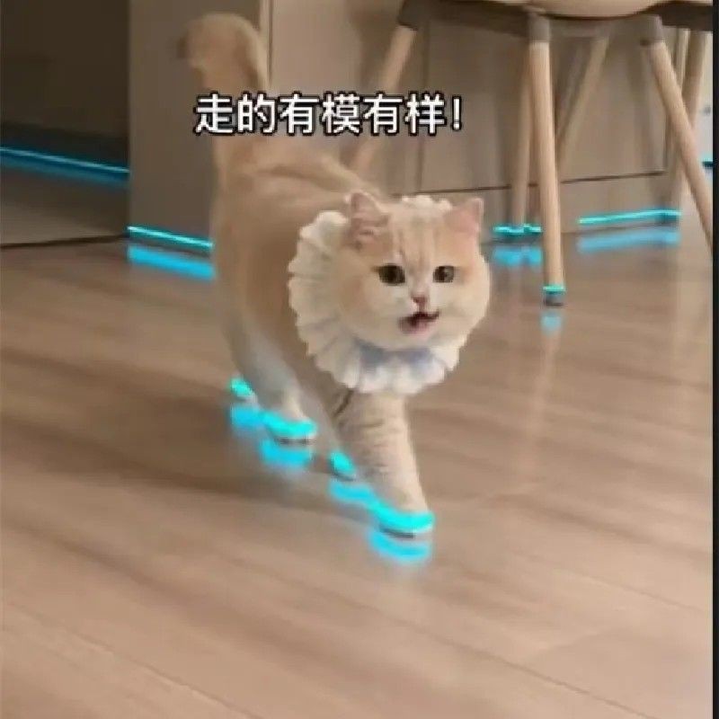 猫咪发光鞋玩具狗狗鞋宠物宝宝鞋子夜光儿童玩具夜间拍视频配饰用Cat glowing shoes, toy dog shoes, pet baby shoes20250509
