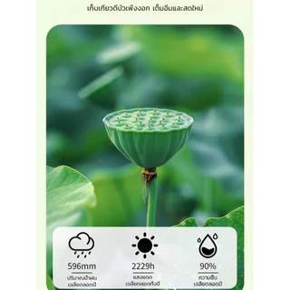 [ลดความดันโลหิต น้ำตาลและไขมันในเลือด] ชาดีบัวคุณภาพพรีเมียม Lotus Seed Core Tea ดีบัวชาดีบัวดีบัวอบแห้ง