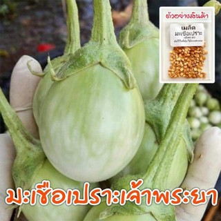 มะเขือเปราะเจ้าพระยา เมล็ดพันธุ์สำหรับปลูก 90-200 เมล็ด มีคู…
