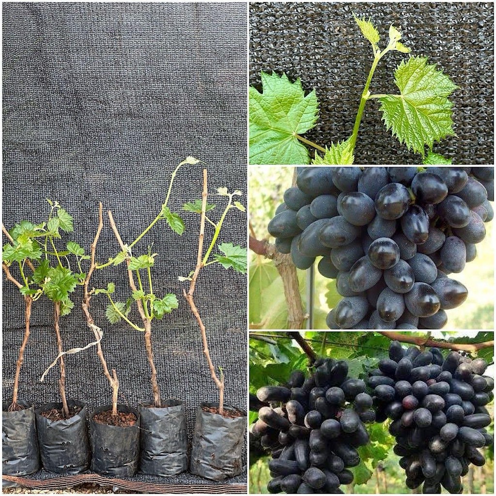 ชุด 5 ต้นองุ่น S48 เสียบยอดไร้เมล็ดให้ลูกใหญ่หวานอร่อย ปีละออกผล2-3 ครั้ง