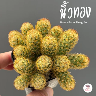 รวมนิ้ว Mammillaria elongata หลายสายพันธุ์ ส่งทั้งกระถาง cactus&succulent
