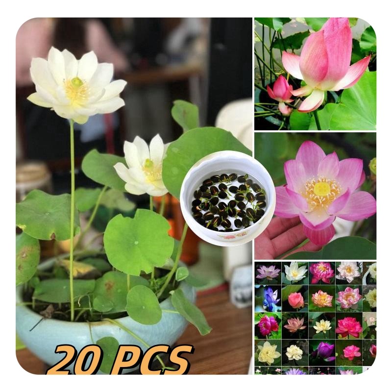 [ปลูกง่าย]เมล็ดบัว 20 ชิ้นสําหรับปลูก/เมล็ดพืชไฮโดรโปนิกส์/พืชสวนในร่มและกลางแจ้งพืชบอนไซเมล็ดดอกไม้
