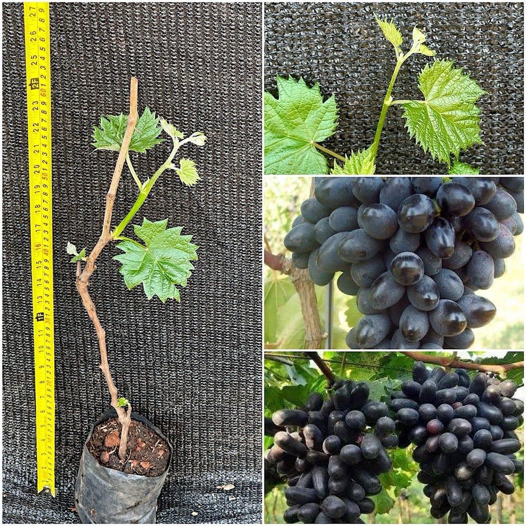 ต้นองุ่น S48 เสียบยอดไร้เมล็ดให้ลูกใหญ่หวานอร่อย ปีละออกผล2-3 ครั้ง