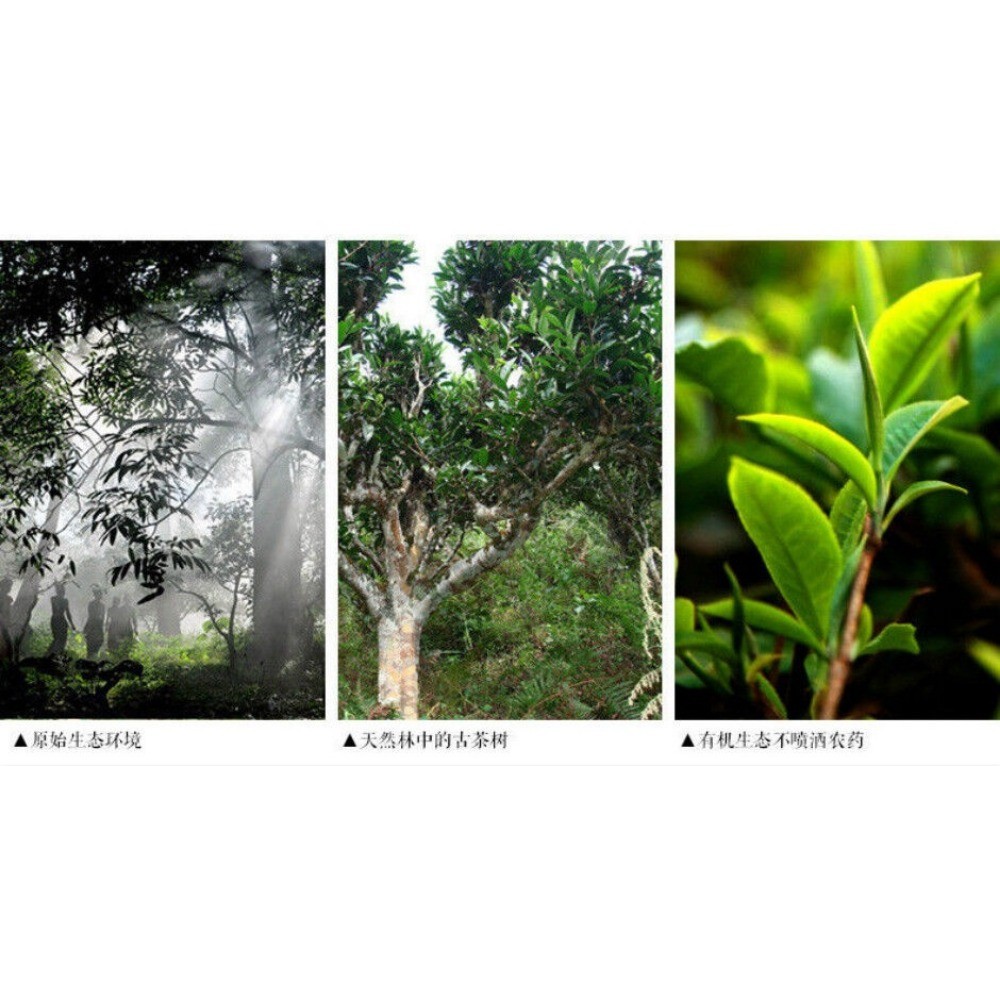 357g ชา Puerh สีดําพรีเมี่ยม Puerh สุกจากยูนนานอาหารสีเขียวบริสุทธิ์คุณภาพ Supreme - รูปที่ 7