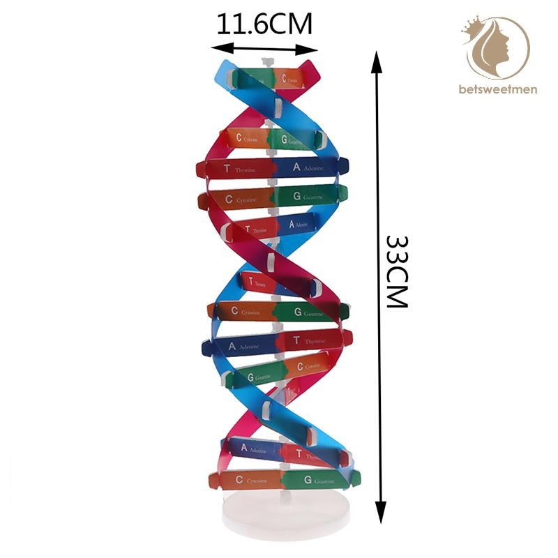 [PE] Human Genes DNA Models Double Helix ของเล่นวิทยาศาสตร์การสอนการเรียนรู้การศึกษาของเล่น TH