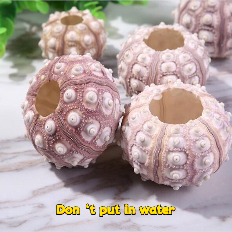 เครื่องประดับตู้ปลา แฟนตาซีทะเล urchin ธรรมชาติสีม่วงทะเล urchin เปลือกเครื่องประดับพิพิธภัณฑ์สัตว์น