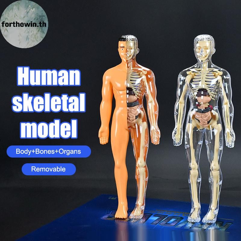 Forthewin 3D โครงกระดูกมนุษย์ออร์แกน Anatomy วิทยาศาสตร์ชุดเด็ก Body การศึกษารุ่นที่ถอดออกได้จําลอง DIY ออร์แกนประกอบรุ่น th
