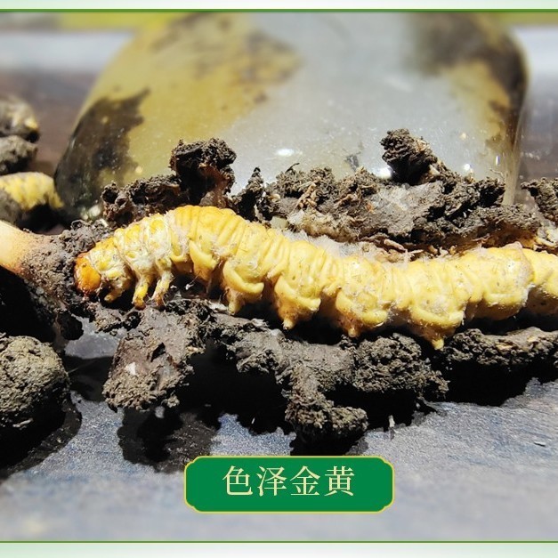 [ผมตรงพื้นที่ทิเบต] แท้ Cordyceps Fresh Cordyceps Head Period 2 ชิ้น/Gram Gift Box Packaging [ผมตรงท