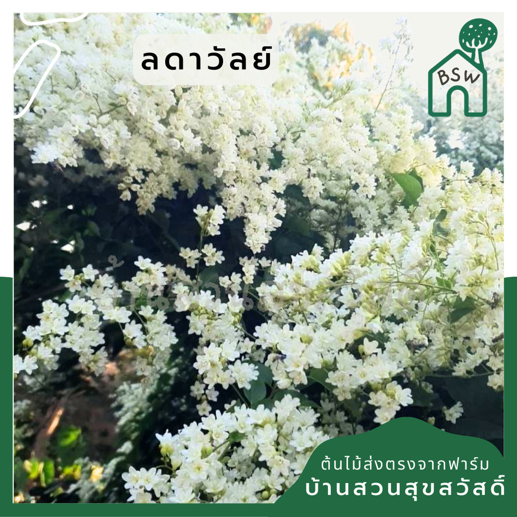 มุมมอง 2