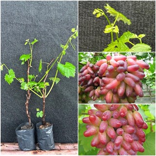 ชุด 2 ต้นองุ่นไบคานัวร์เสียบยอดไร้เมล็ดให้ลูกใหญ่หวานอร่อย ป…