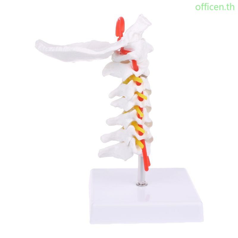 Cervical Vertebra Arteria Spine Spinal Nerves Atomical Model Life Size