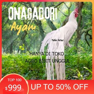 telur ayam ekor panjang / ayam hias onagadori original berkualitas agro.bibit.unggul