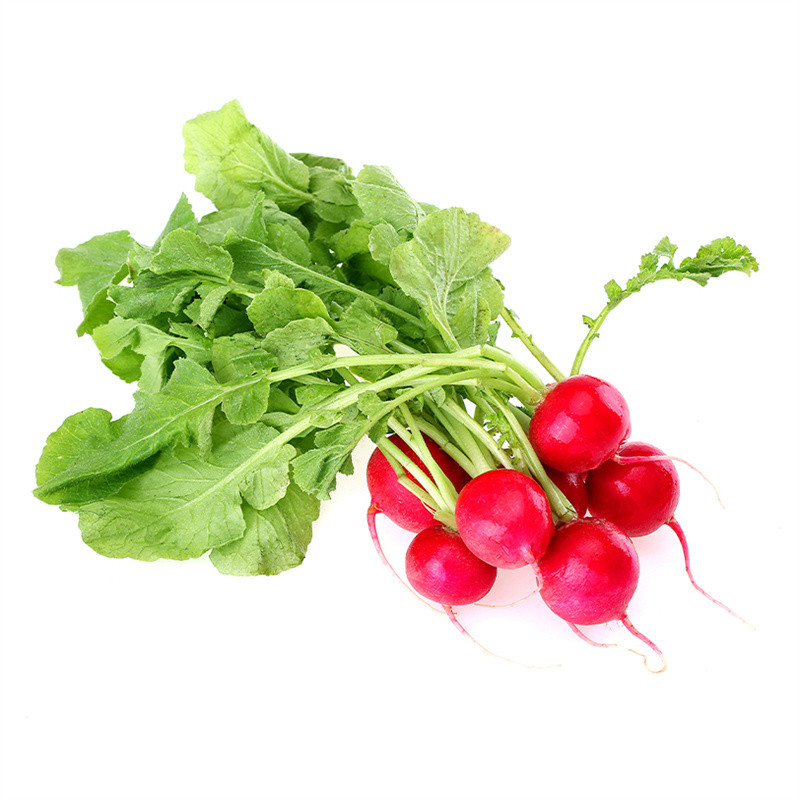 500เมล็ด เมล็ดพันธุ์ เมล็ดแรดิชเชอรี่เบลล์เมล็ดแรดิช - รูปที่ 4