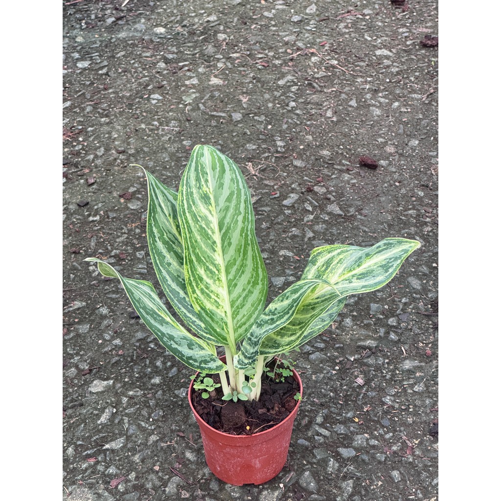 มุมมอง 3