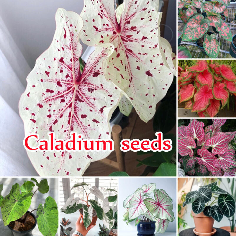 หายาก Mixcolor Caladium เมล็ดสําหรับปลูก (100 เมล็ดต่อแพ็ค) Caladium Live Plant เมล็ดดอกไม้บอนไซน้ําพืชสําหรับขาย Blossom Air พืชสําหรับบ้านและสวนดอกไม้ตกแต่ง