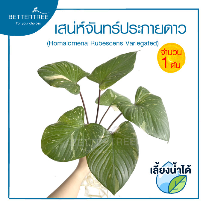เสน่ห์จันทร์ประกายดาว (จำนวน 1 ต้น) เลี้ยงน้ำได้ ต้นไม้มงคล ไม้ฟอกอากาศ