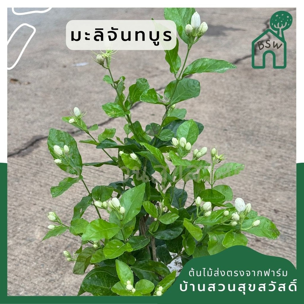 มะลิจันทบูร มะลิจันท์ ส่งพร้อมกระถาง