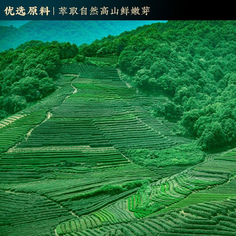 จิงฟู่ซาน หลงจิ่ง ชากลิ่นหอมแรงชาเขียว เขาแท้ 景山 龙井茶香绿茶组组合合金丝春叶草香型装12.5 - รูปที่ 3
