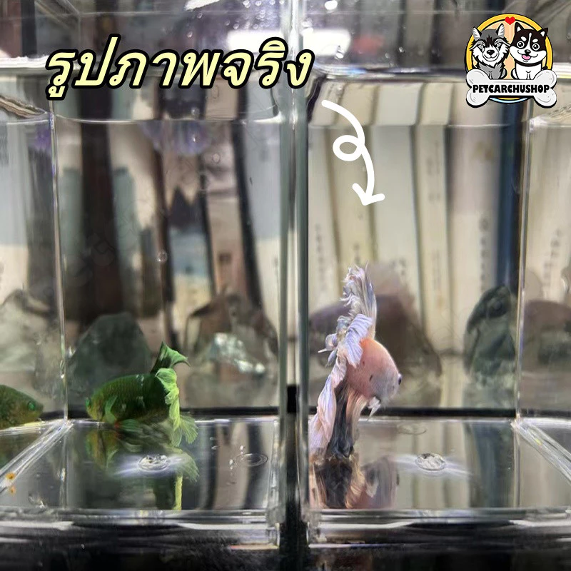 **🐠 ตู้ปลา ตู้ปลาเล็ก ตู้ปลากัด ตู้ปลาขนาดเล็ก โหลปลากัด เหมาะสำหรับสัตว์เลี้ยงขนาดเล็กทุกชนิด 🏠✨** thumbnail 4