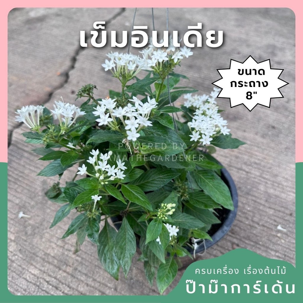 เข็มอินเดียกระถาง 8 นิ้ว ส่งพร้อมกระถาง