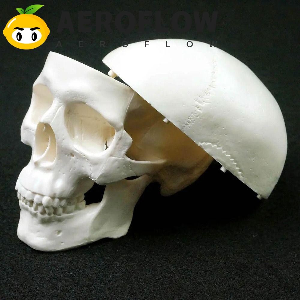 Aeroflow Skull Model, โมเดลหัวมนุษย์สะดวกแบบถอดได้, 92x99x71mm Studying Skull Cap Resin Anatomical Head Skull Doctors Student
