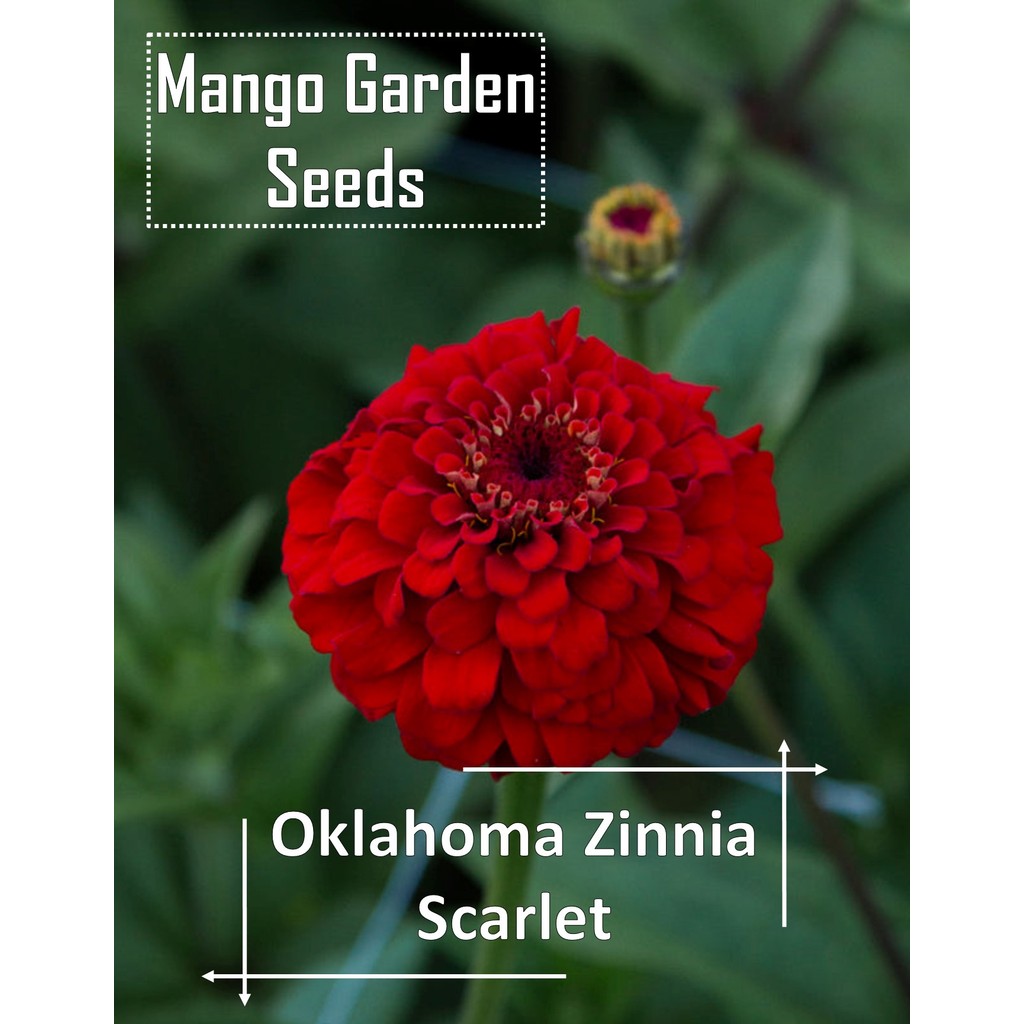Oklahoma Scarlet Zinnia Seeds - 100 เมล็ด *กระถางที่เป็นมิตร* Tanam Pasu Bunga Zinnia Oklahoma Scarl