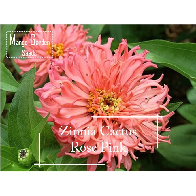 [ซื้อ 2 แถม 1]Rose Pink Cactus Cut Flower Zinnia Seeds-100 Seed * หม้อที่เป็นมิตร * กระถางต้นไม้, Zi