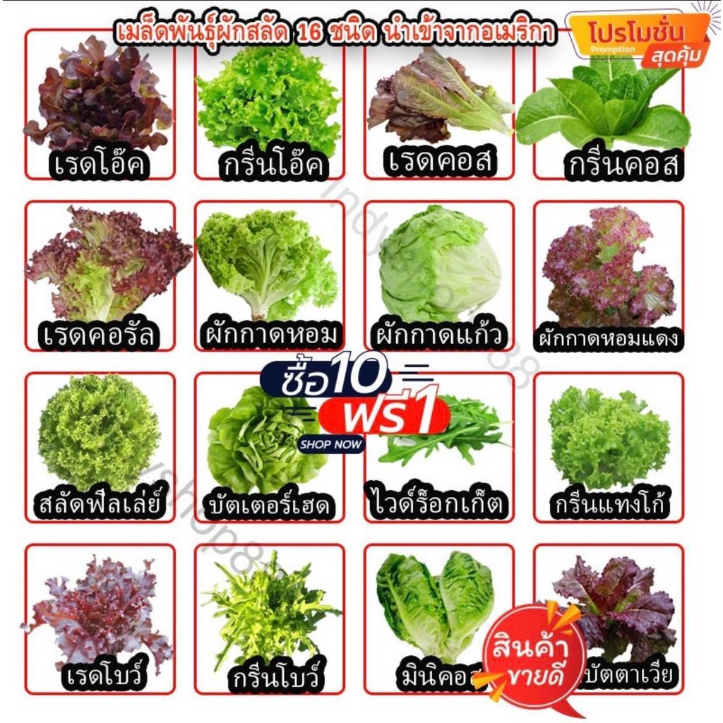 เมล็ดพันธุ์สลัดอินทรีย์ ผักสลัด 20-300เมล็ด มีคู่มือการปลูก ผักกาดหอม ร็อคเก็ต โอ๊ค คอส ฟิลเลย์ เรดคอรอล (10 แถม 1)