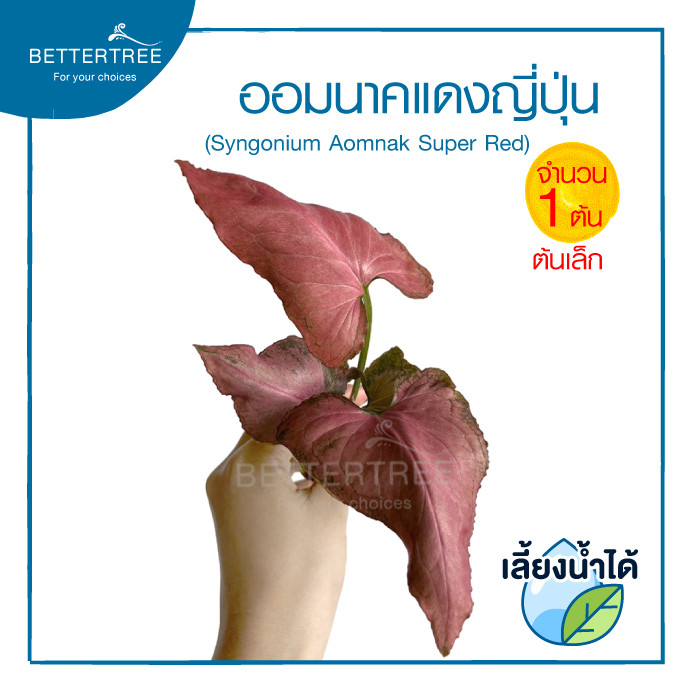 ออมนาคญี่ปุ่นแดง ต้นเล็ก (จำนวน 1 ต้น)เลี้ยงน้ำได้ ต้นไม้มงคล ไม้ฟอกอากาศ