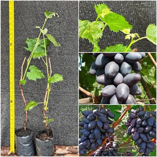 ชุด 2 ต้นองุ่นแรมโบเสียบยอดไร้เมล็ดให้ลูกใหญ่หวานอร่อย ปีละอ…