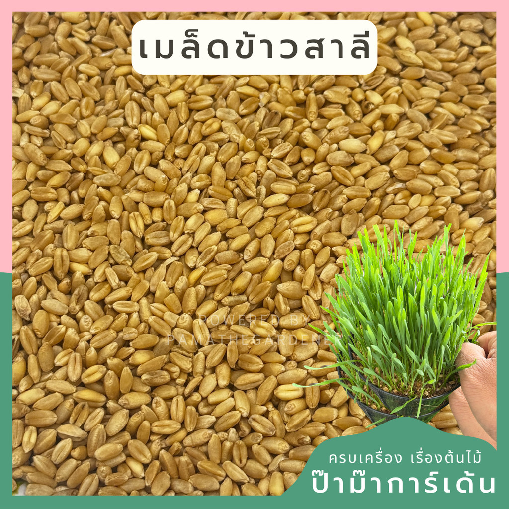 เมล็ดข้าวสาลี คัดเกรด อาหารแมว อาหารสุนัข Cat Glass