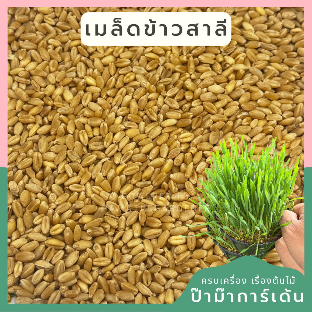 เมล็ดข้าวสาลี คัดเกรด อาหารแมว อาหารสุนัข Cat Glass