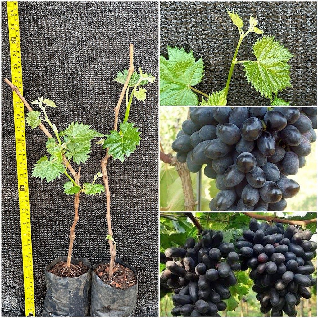 ชุด 2 ต้นองุ่น S48 เสียบยอดไร้เมล็ดให้ลูกใหญ่หวานอร่อย ปีละออกผล2-3 ครั้ง