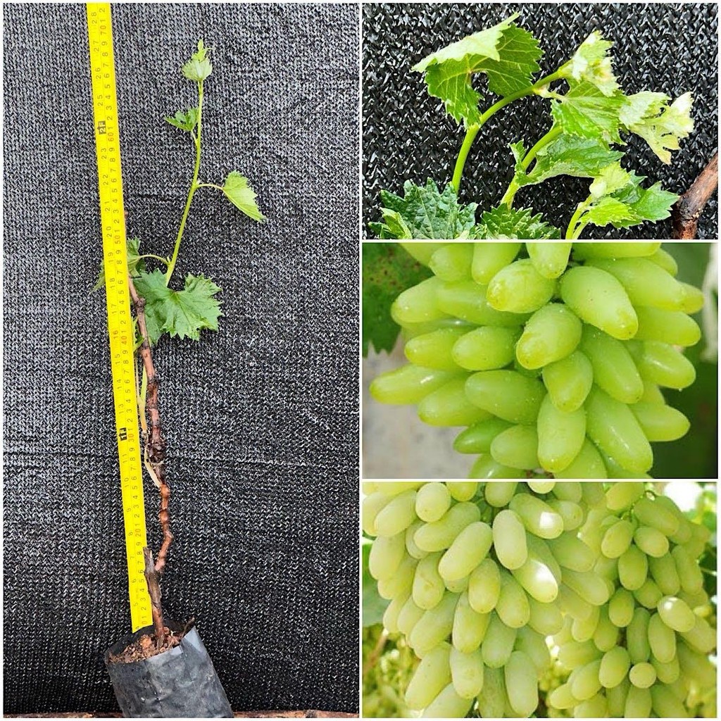 1 ต้นองุ่นนิ้วมือแม่มดสีเขียวเสียบยอดไร้เมล็ดให้ลูกใหญ่หวานอร่อย ปีละออกผล2-3 ครั้ง