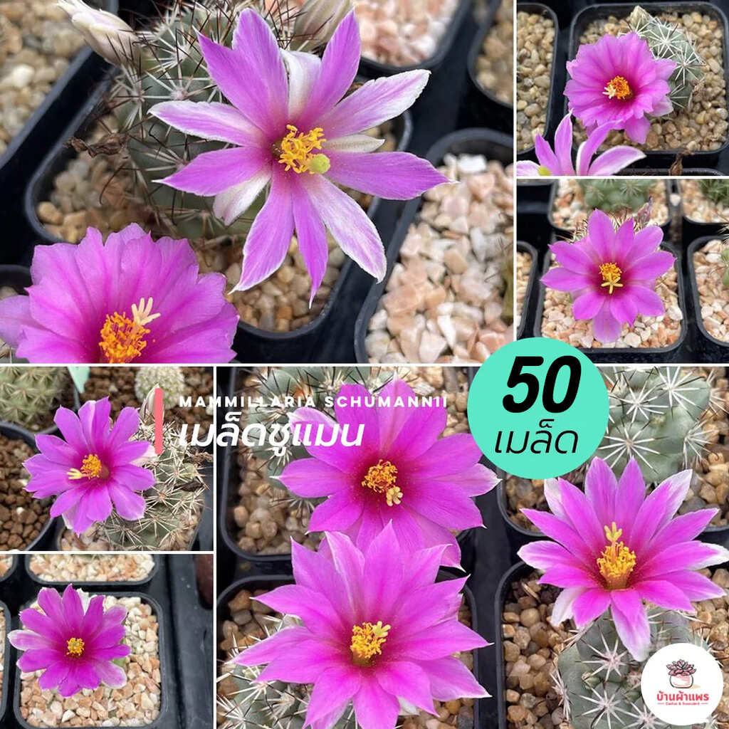 [ 50 เมล็ด ] เมล็ดชูแมน Mammillaria Schumannii แคคตัส กระบองเพชร cactus&succulent