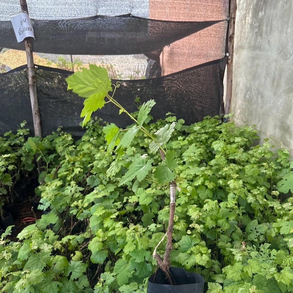 1 ต้นองุ่นนิ้วมือแม่มดเสียบยอดไร้เมล็ดให้ลูกใหญ่หวานอร่อย ปีละออกผล2-3 ครั้ง - รูปที่ 4