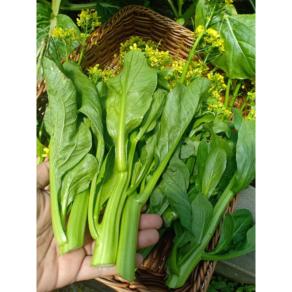 เมล็ดพันธ์ุ กวางตุ้งดอก เมล็ดผักสวนครัว 500-1000 เมล็ดมีคู่มือการปลูก

<p>“><center></p>
<h4></h4>
<p><p><font color=